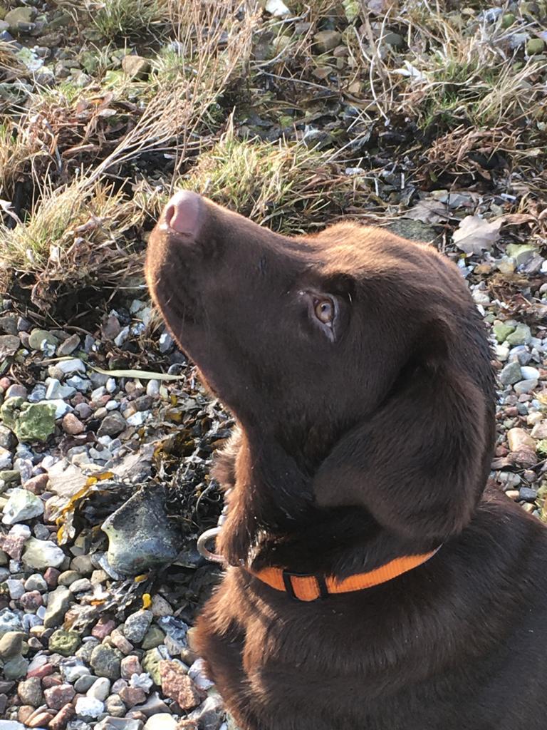 Gedragstherapie labrador